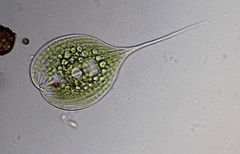 Phacus longicauda