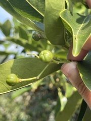 Acronychia pedunculata