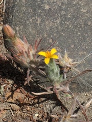 Chaetanthera moenchioides