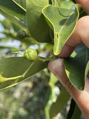 Acronychia pedunculata