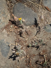 Chaetanthera moenchioides