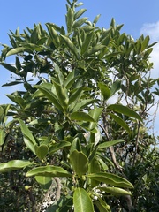 Acronychia pedunculata