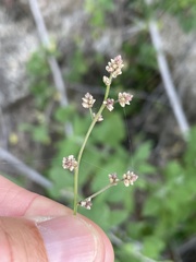 Iresine angustifolia