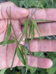 Iresine angustifolia