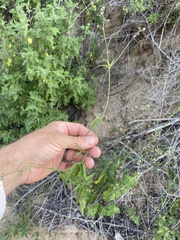 Iresine angustifolia