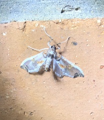 Neoleucinodes elegantalis