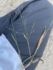 Panicum hirticaule