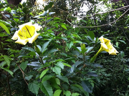 Solandra maxima