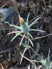 Chaetanthera moenchioides