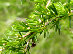 Astartea fascicularis