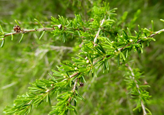 Astartea fascicularis