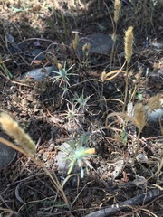 Chaetanthera moenchioides