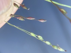Panicum hirticaule