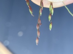 Panicum hirticaule
