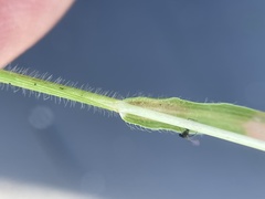 Panicum hirticaule