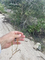 Panicum hirticaule