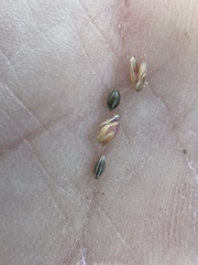 Panicum hirticaule