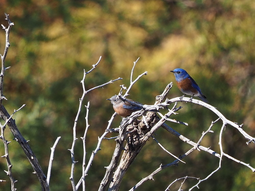 Western Bluebird photographed in Alabama