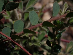 Bossiaea rhombifolia