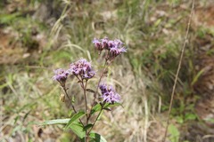 Chromolaena pulchella