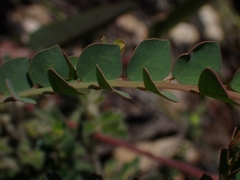 Bossiaea rhombifolia