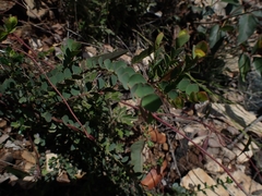 Bossiaea rhombifolia