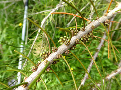 Melaleuca teretifolia