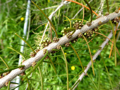 Melaleuca teretifolia