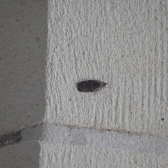 Phaeosaces compsotypa
