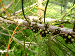 Melaleuca teretifolia