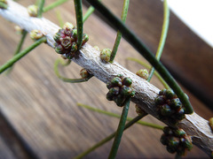 Melaleuca teretifolia