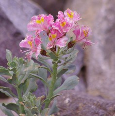 Alstroemeria umbellata