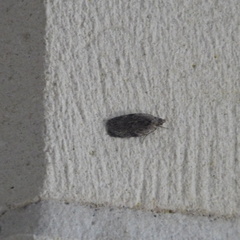 Phaeosaces compsotypa