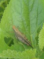 Abracris dilecta