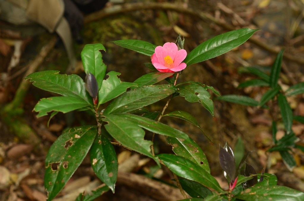 Hong Kong camellia