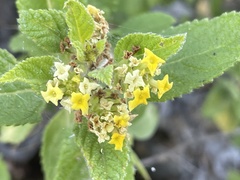 Aloysia barbata