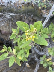 Aloysia barbata