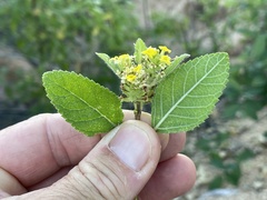 Aloysia barbata