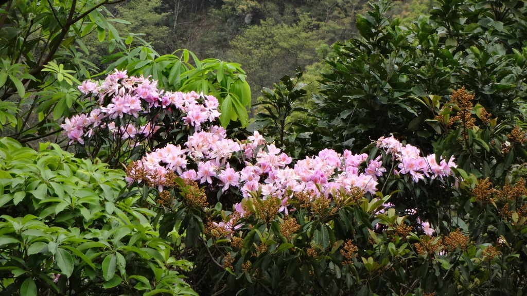 Westland's Rhododendron