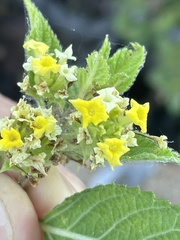 Aloysia barbata