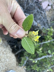 Aloysia barbata