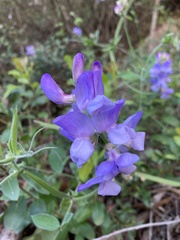 Lathyrus pubescens