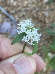 Mitracarpus floribundus