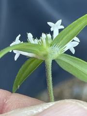 Mitracarpus floribundus