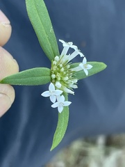 Mitracarpus floribundus