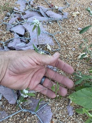 Mitracarpus floribundus