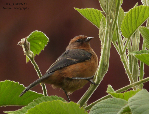 Rufous-browed Conebill (Conirostrum rufum), photo 2