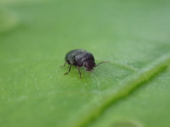 Xyletininae