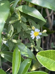 Aster baccharoides
