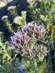 Grazielia brevipetiolata